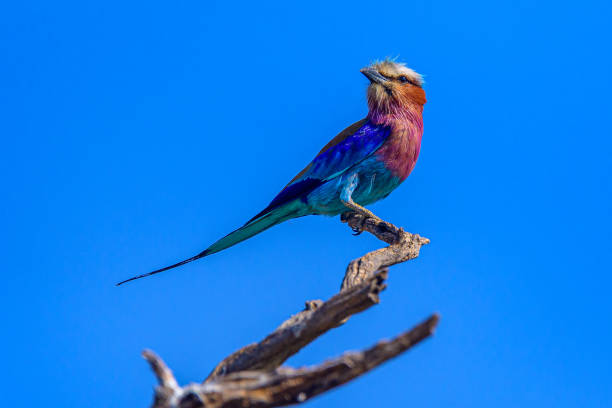 Lilac breasted roller stock photo