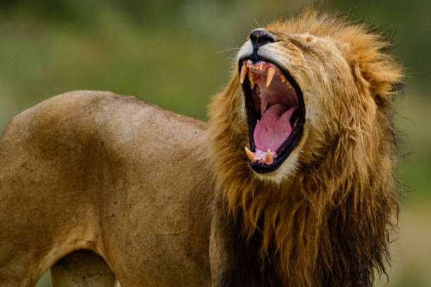 Yawn of lion the male lion of Topi pride of lions in Maasai Mara. stock photo