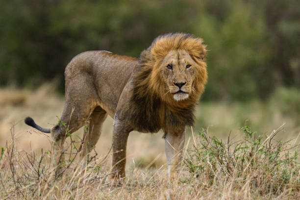 Yawn of lion the male lion of Topi pride of lions in Maasai Mara. stock photo