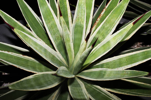 istock Caribbean Agave Angustifolia 1 1443439768