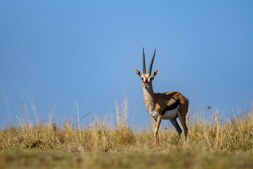 Male subadult gazelle in Maasai Mara