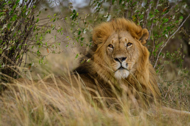Olopolos the male lion of Topi pride of lions in Maasai Mara. stock photo