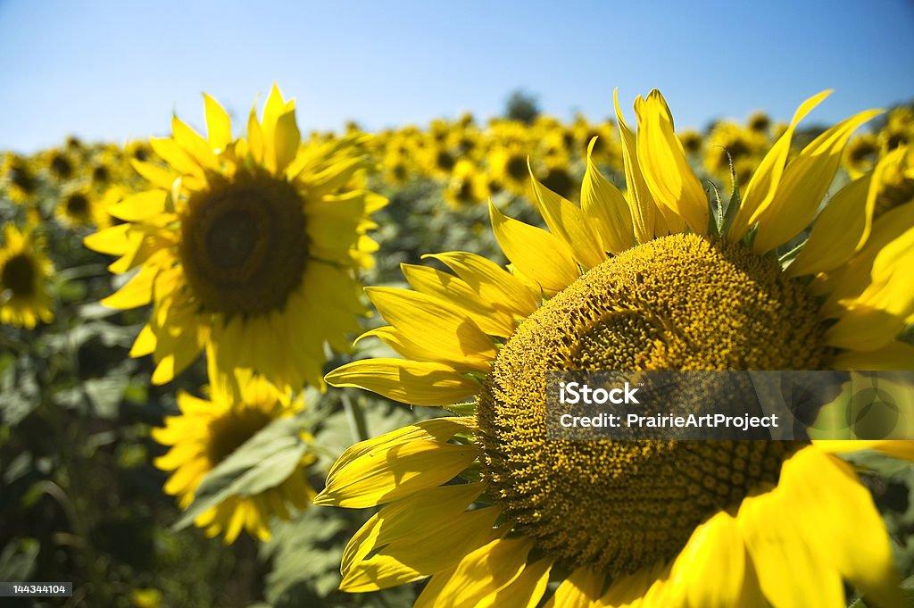 Sunflowers w Kansas - Zbiór zdjęć royalty-free (Stan Kansas)