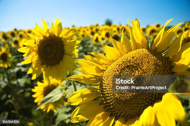 Sunflowers W Kansas - zdjęcia stockowe i więcej obrazów Stan Kansas - Stan Kansas, Słonecznik, Środkowo-zachodnie Stany Zjednoczone