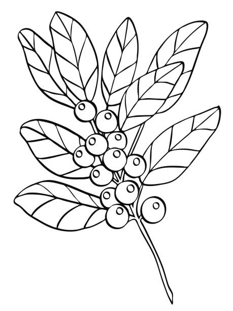 Berry branch line art illustration vector art illustration