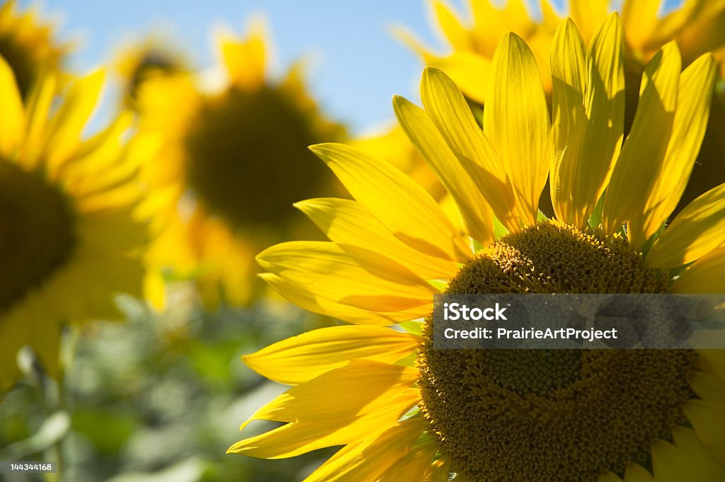 Close up di girasoli agricola - Foto stock royalty-free di Agricoltura