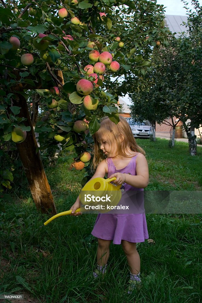 Kid waters apple tree Somewhere outside Moscow in the end of summer Apple - Fruit Stock Photo