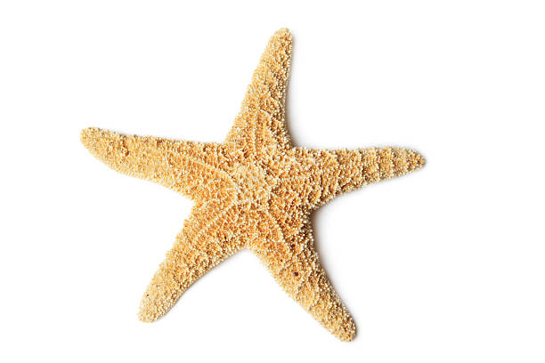 stella di mare isolato su bianco - stella di mare foto e immagini stock