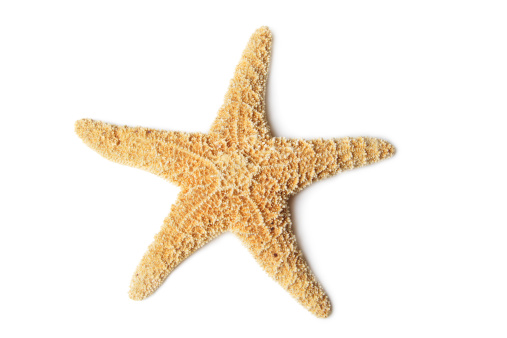 Common starfish underwater hunting for blue mussels in the St. Lawrence River