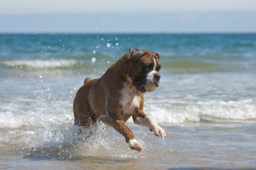 Boxer dog in the surf.