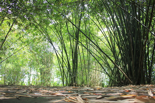 This Bamboo Forest is located in Indonesia. Many bamboo trees grow wild.