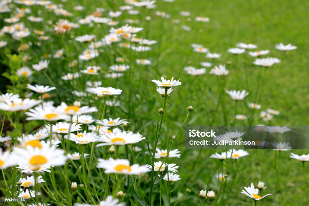 Shasta Daisies Chrysanthemum Flowers Growing on Edge of a Garden Blooming Shasta Daisies, Snow Lady,  Chrysanthemum Flowers, some spent, growing on the edge of a garden that is adjacent to lush lawn. Focus is on the centre daisy and pods. Australia Stock Photo