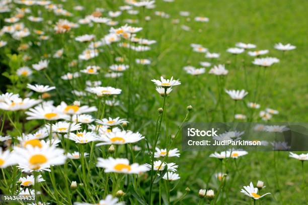 Shasta Daisies Chrysanthemum Flowers Growing On Edge Of A Garden Stock Photo - Download Image Now