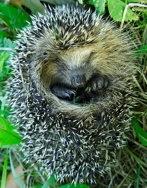 istock West European Hedgehog (Erinaceus europaeus) 144344453