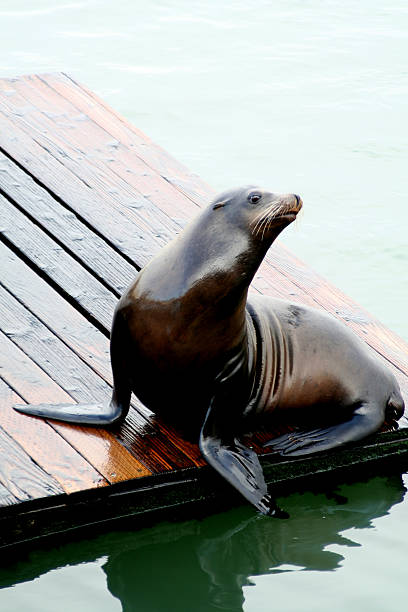 istock Sea Lion sitting on a floating dock 144344480