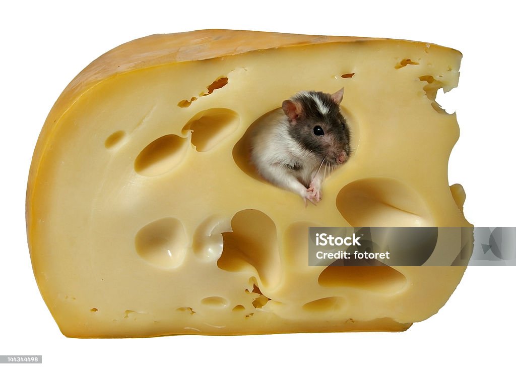 cheese new year's plot per annum rats 2008 Stock Photo