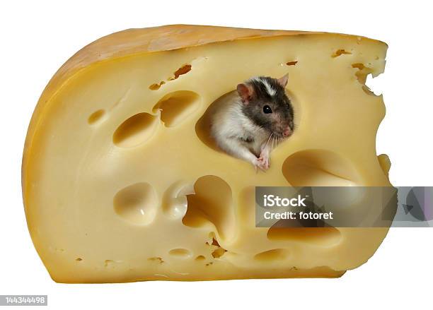 Cheese Stock Photo - Download Image Now - 2008, Animal, Biting