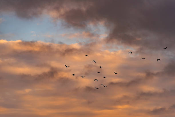 istock Migratory birds flying through the sky full of orange clouds 1443445104