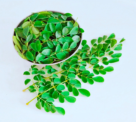 Moringa leaves moringa oleifera plant tree green leaf and small branches of drumsticktree horseradishtree  ben oil benzolive tree suhanjana pattay closeup view image picture stock photo