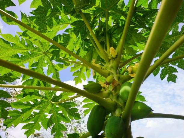 istock Small papaya fruit and ovary pistil 1443446466