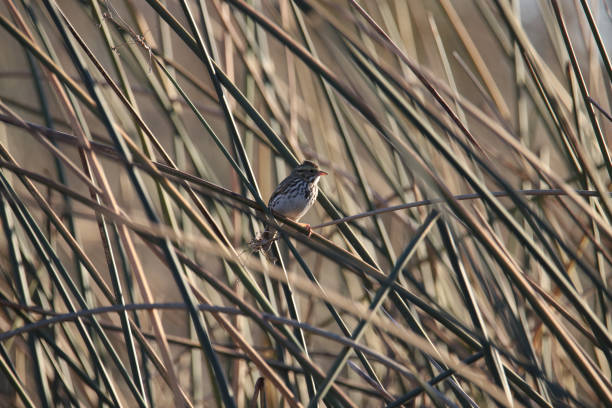 gorrión de la sabana (passerculus sandwichensis) encaramado en algunas cañas altas - passerculus fotografías e imágenes de stock