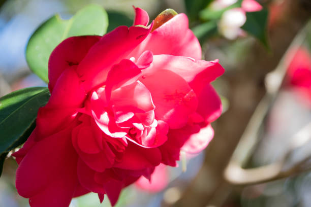 Red rose in bloom stock photo