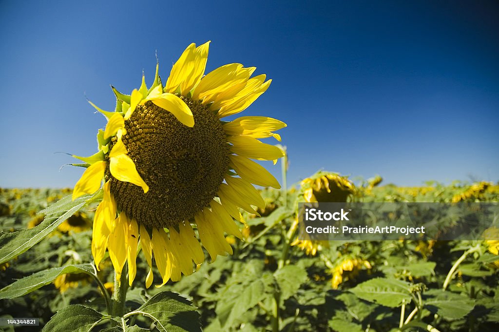 Movimiento afirmativo de la cabeza veo Sunflowers - Foto de stock de Agricultura libre de derechos