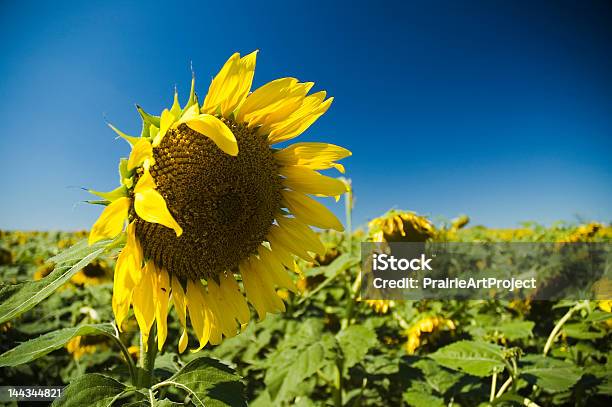 Movimiento Afirmativo De La Cabeza Veo Sunflowers Foto de stock y más banco de imágenes de Agricultura - Agricultura, Aire libre, Amarillo - Color