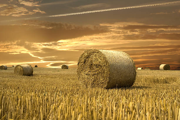 istock Field of gold 144344841