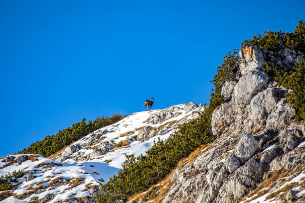 istock Chamois in Julian alps, Slovenia 1443449532