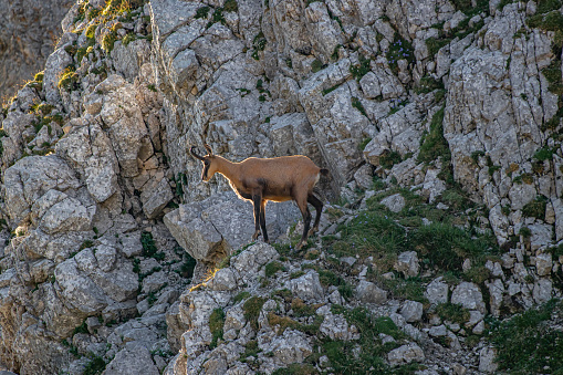 wildlife captured in Bohinj valley Slovenia
