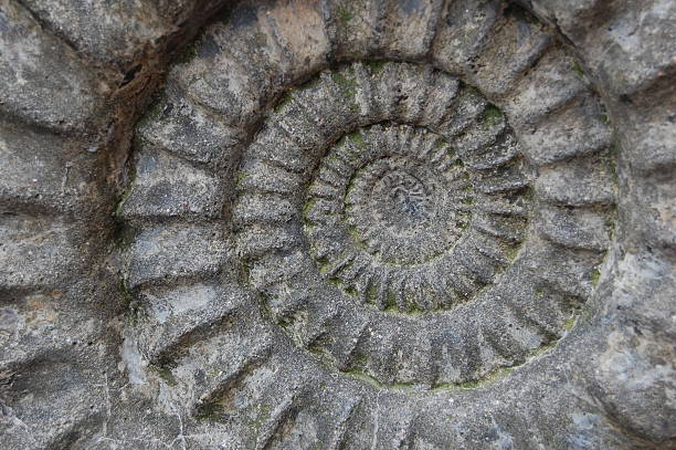 Ammonit stock photo