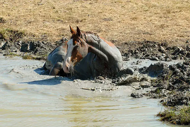 chestnut horse lying in the marsh mud