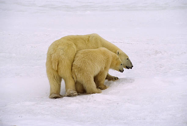 istock Polar bear and cub. Canadian Arctic. 144345131