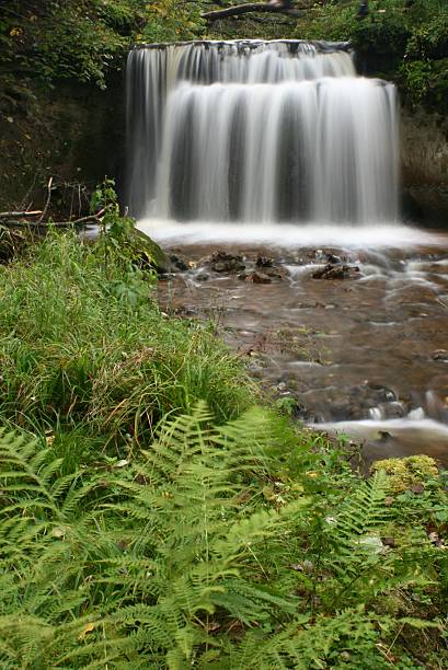 cascata e ferns na floresta - rainforest fern beauty running imagens e fotografias de stock