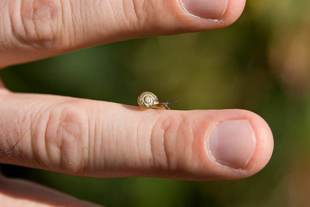 Little snail on finger