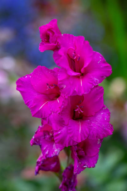 flor de gladiolus roxo em uma macro fotografia de verão. - gladiolus flower floral pattern single flower - fotografias e filmes do acervo