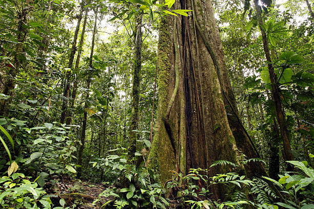 Large tree trunk in tropical rainforest Interior of rainforest in the upper Amazon basin in Ecuador amazon rainforest stock pictures, royalty-free photos & images