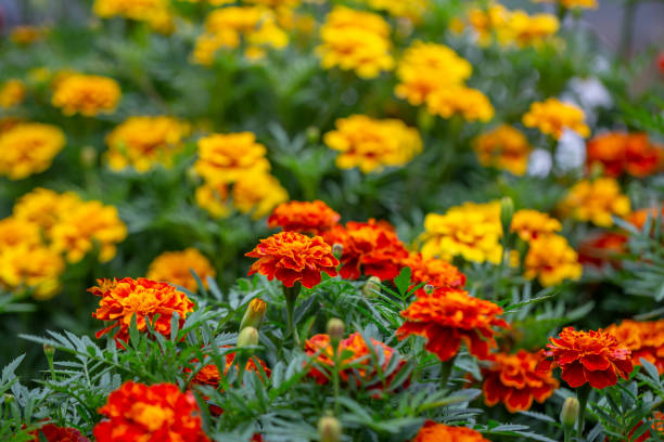 istock Blooming orange marigold flower macro photography in summertime 1443452821
