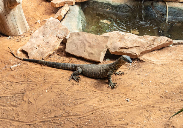 Large  monitor lizard in an aviary in Gan Guru kangaroo park in Kibutz Nir David in the north of Israel Large monitor lizard in an aviary in Gan Guru kangaroo park in Kibutz Nir David in the north of Israel nir stock pictures, royalty-free photos & images