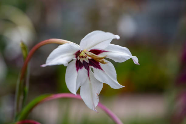 photographie macro de fleurs blanches de gladiolus murielae en fleurs. - gladiolus flower floral pattern single flower photos et images de collection