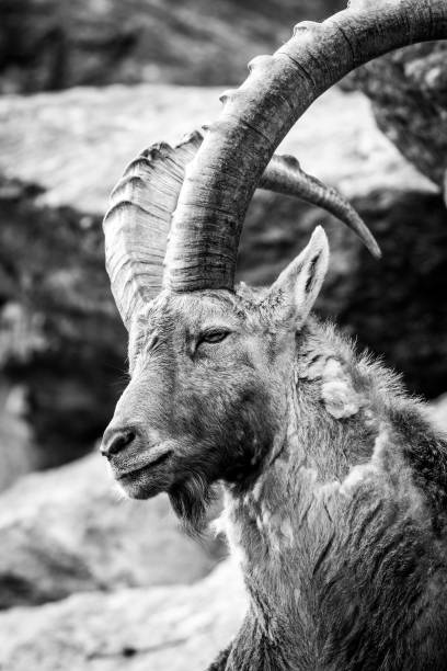 istock Grayscale shot of a Capra (genus) 1443454202