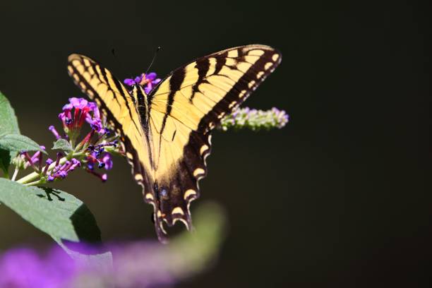 istock An eastern tiger swallowtail butterfly perching on a lilac flower 1443455038
