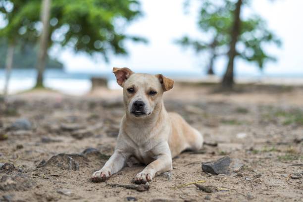 istock Stray dog laying on sandy beach 1443455446