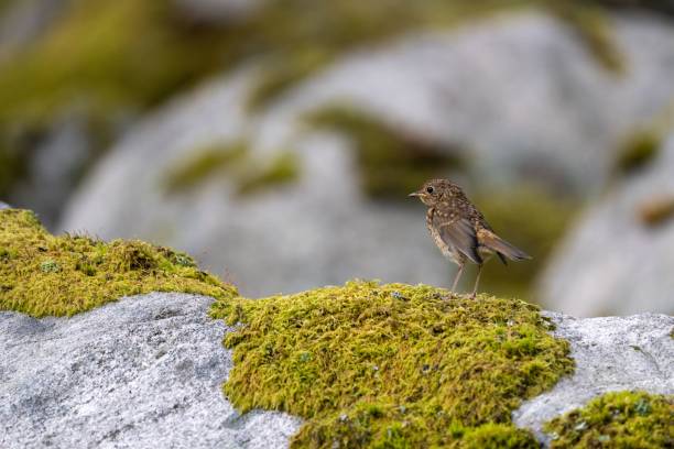 istock European robin (Erithacus rubecula) on green moss-grown grey stone 1443455456