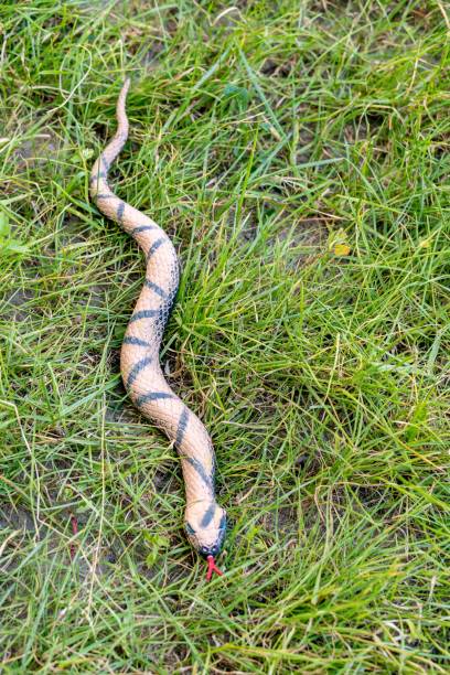 istock Green striped rubber snake outdoors on a grass 1443455493