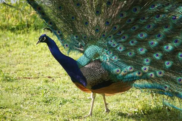 istock Closeup of a peacock walking on a grass 1443455504
