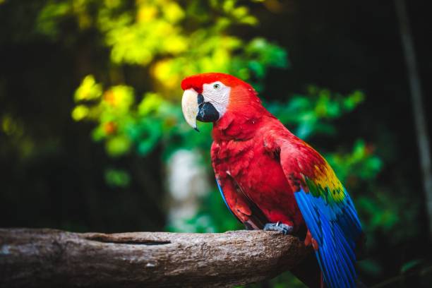 istock Scarlet macaw (Ara macao) sitting on a tree branch 1443455530