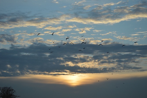 A flock of birds in silhouette against blue sky and clouds at sunset.