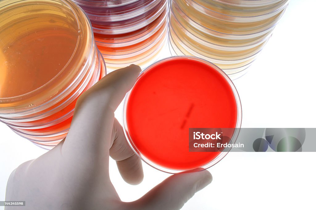 Stacks of Petri dishes and a hand holding one Gloved hand holding petri dish Analyzing Stock Photo